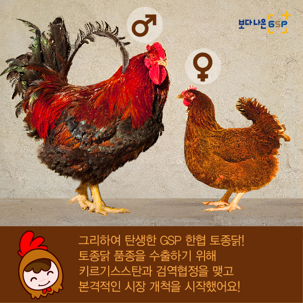 GSP 품종뉴스 - 종계편 8월_토종닭편-05.jpg