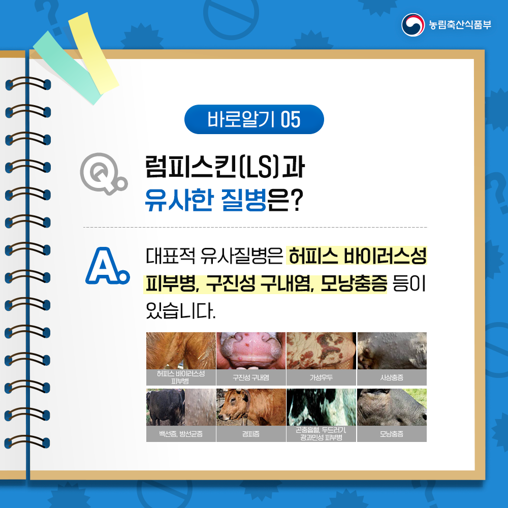 농림축산식품부 바로알기 05 럼피스킨(LS)과 유사한 질병은? A 대표적 유사질병은 허피스 바이러스성 피부병, 구진성 구내염, 모낭충증 등이 있습니다. 허피스 바이러스성 피부병 구진성 구내염 가성우두 사상충증 백선증, 방선균증 경피증 곤충흡혈, 두드러기 광과민성 피부병 모낭충증