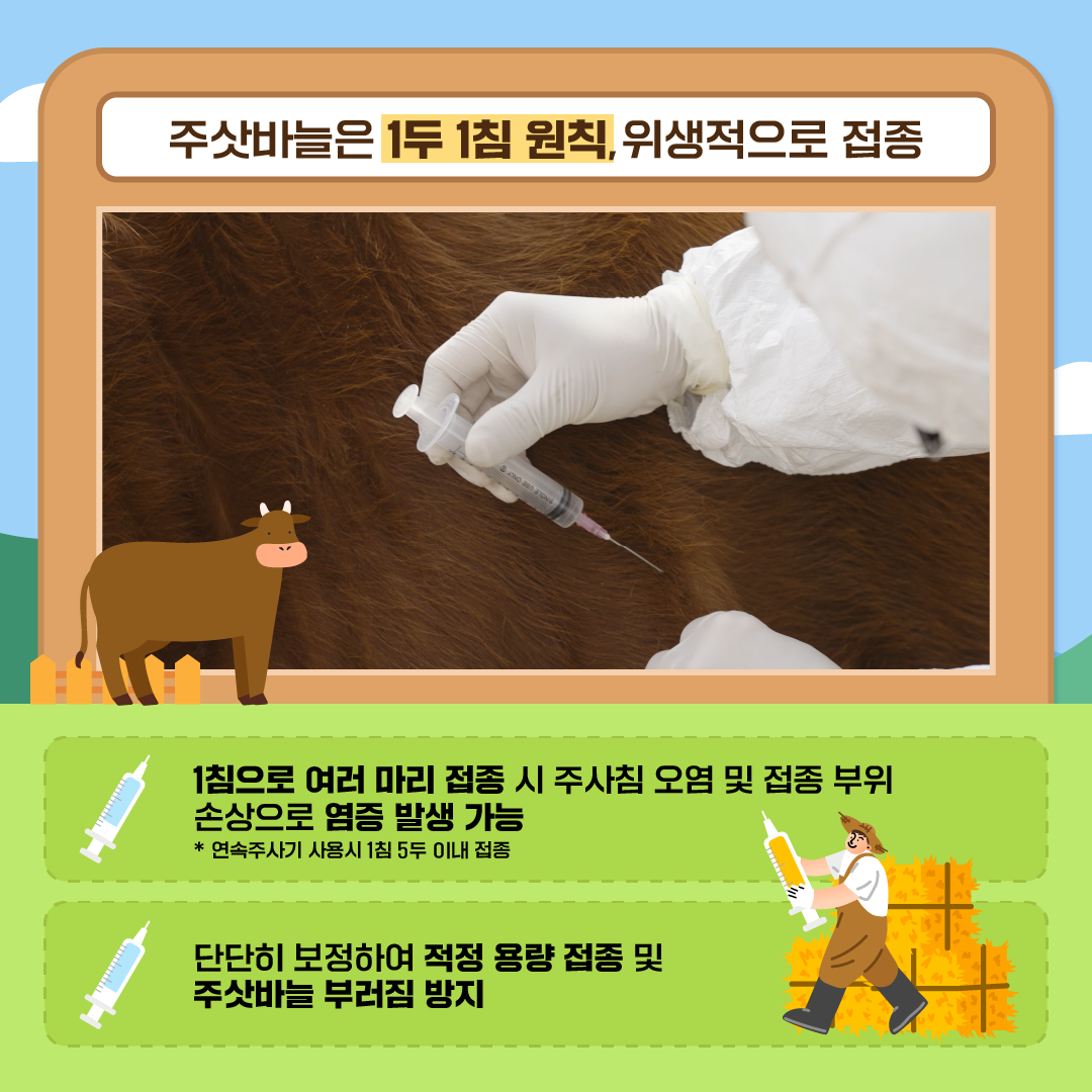 주삿바늘은 1두 1침 원칙, 위생적으로 접종 1침으로 여러 마리 접종 시 주사침 오염 및 접종 부위 손상으로 염증 발생 가능 *연속주사기 사용시 1침 5두 이내 접종, 단단히 보정하여 적정 용량 접종 및 주삿바늘 부러짐 방지