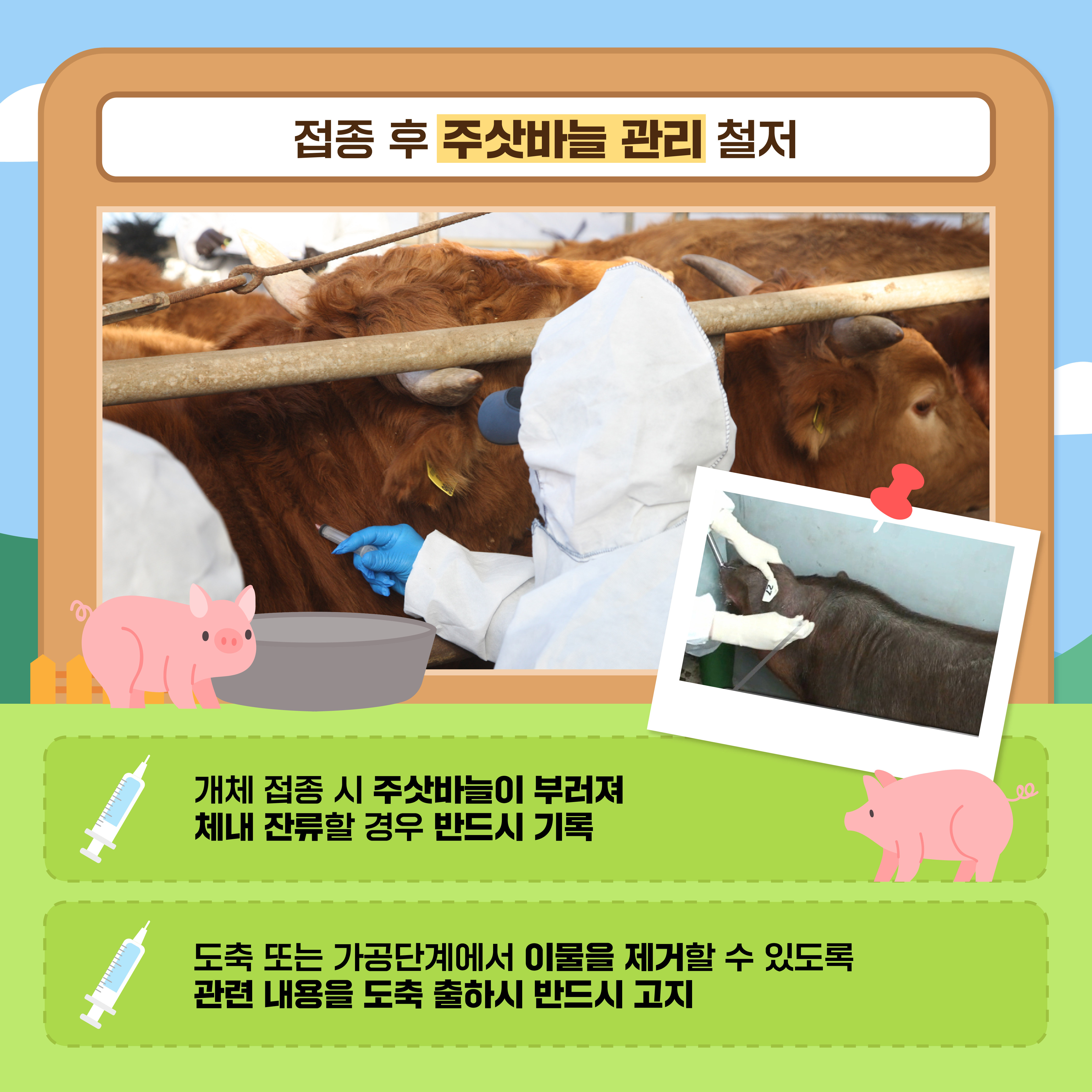 접종 후 주삿바늘 관리 철저 개체 접종 시 주삿바늘이 부러져 체내 잔류할 경우 반드시 기록, 도축 또는 가공단계에서 이물을 제거할 수 있도록 관련 내용을 도축 출하시 반드시 고지
