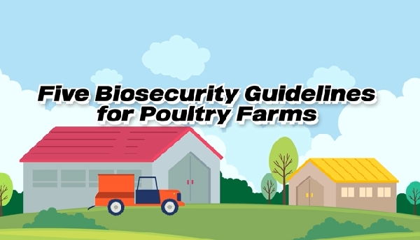 Five Biosecurity Guidelines for Poultry Farms | 가금농장 5대 핵심 차단방역 행동 수칙 (외국인노동자) 대표이미지