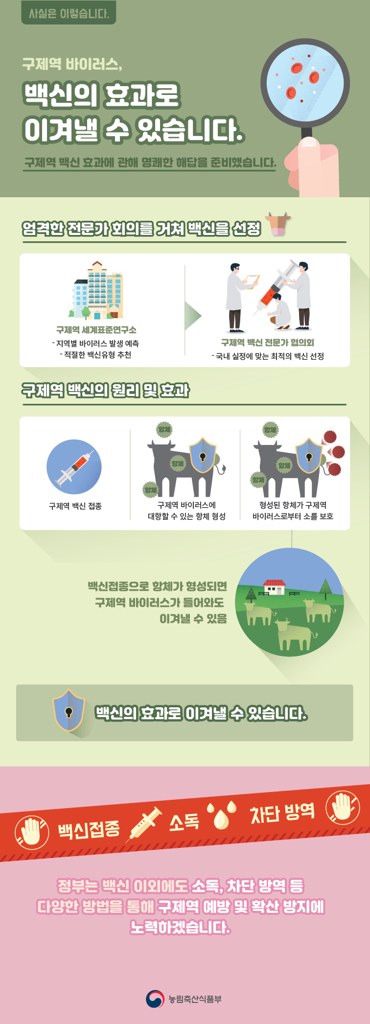 구제역 바이러스, 백신의 효과로 이겨낼 수 있습니다. 구제역백신효과최최종-01.png