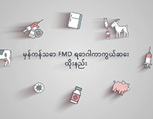 올바른 구제역백신 접종 요령(미얀마어) | မှန်ကန်သော FMD ရောဂါကာကွယ်ဆေး ထိုးနည်း 대표이미지