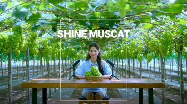K-FOOD SHINE MUSCAT | The Taste of Wonder 'K-FOOD' | ASMR | KOREAN FOOD 대표이미지
