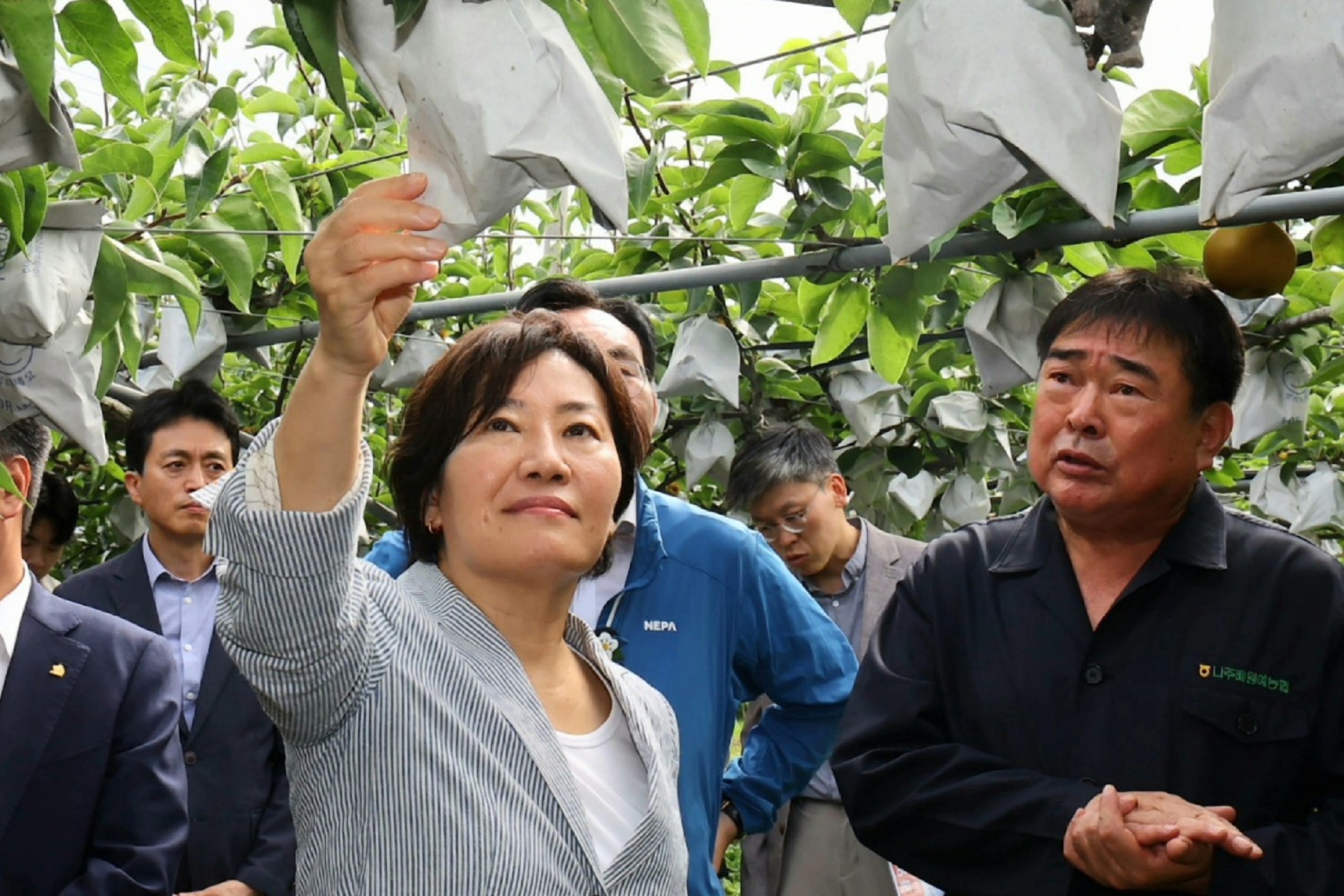 송미령 장관, 배 생육상황 및 재해대응 상황 점검