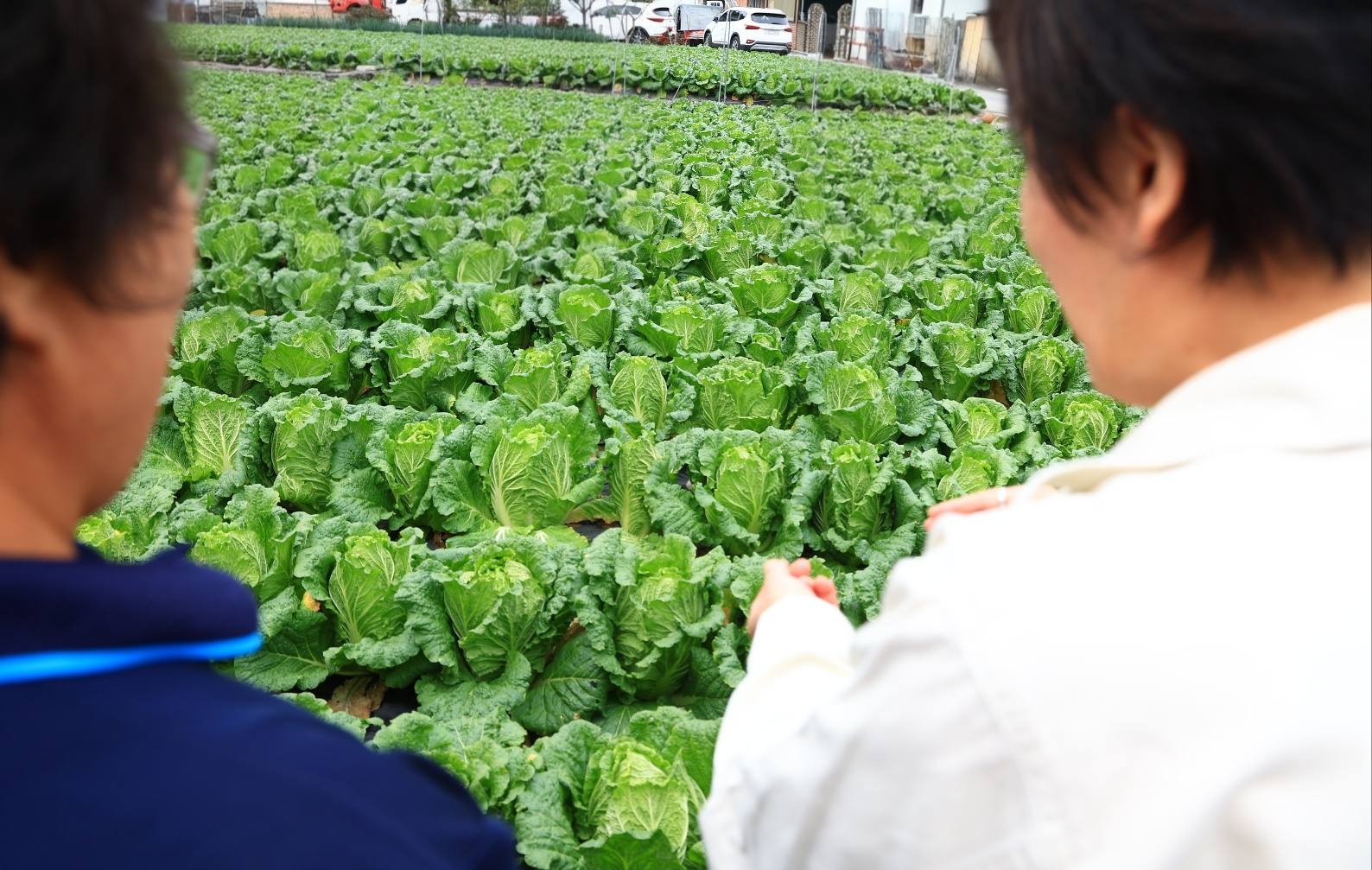 송미령 장관, 김장 배추 수급상황 점검