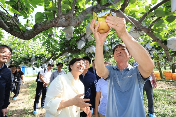 추석성수품(배) 생육상황 점검