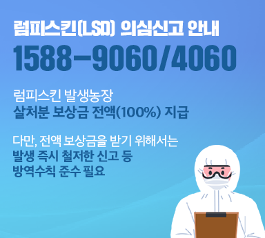 럼피스킨(LSD) 의심신고 안내