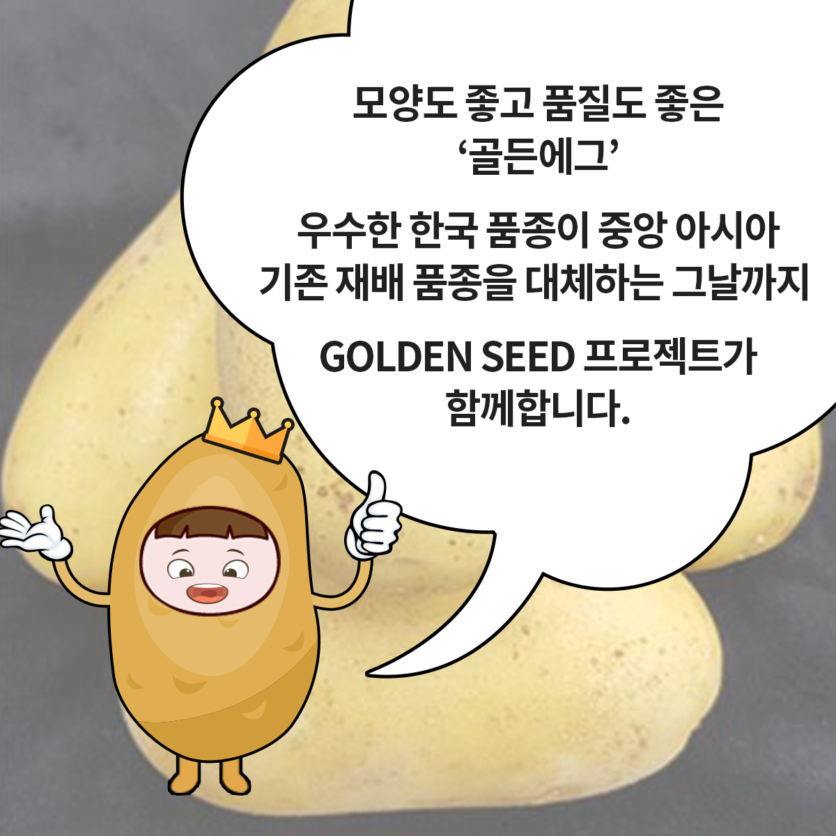 GSP 품종뉴스 - 감자 '골든에그' 6.jpg