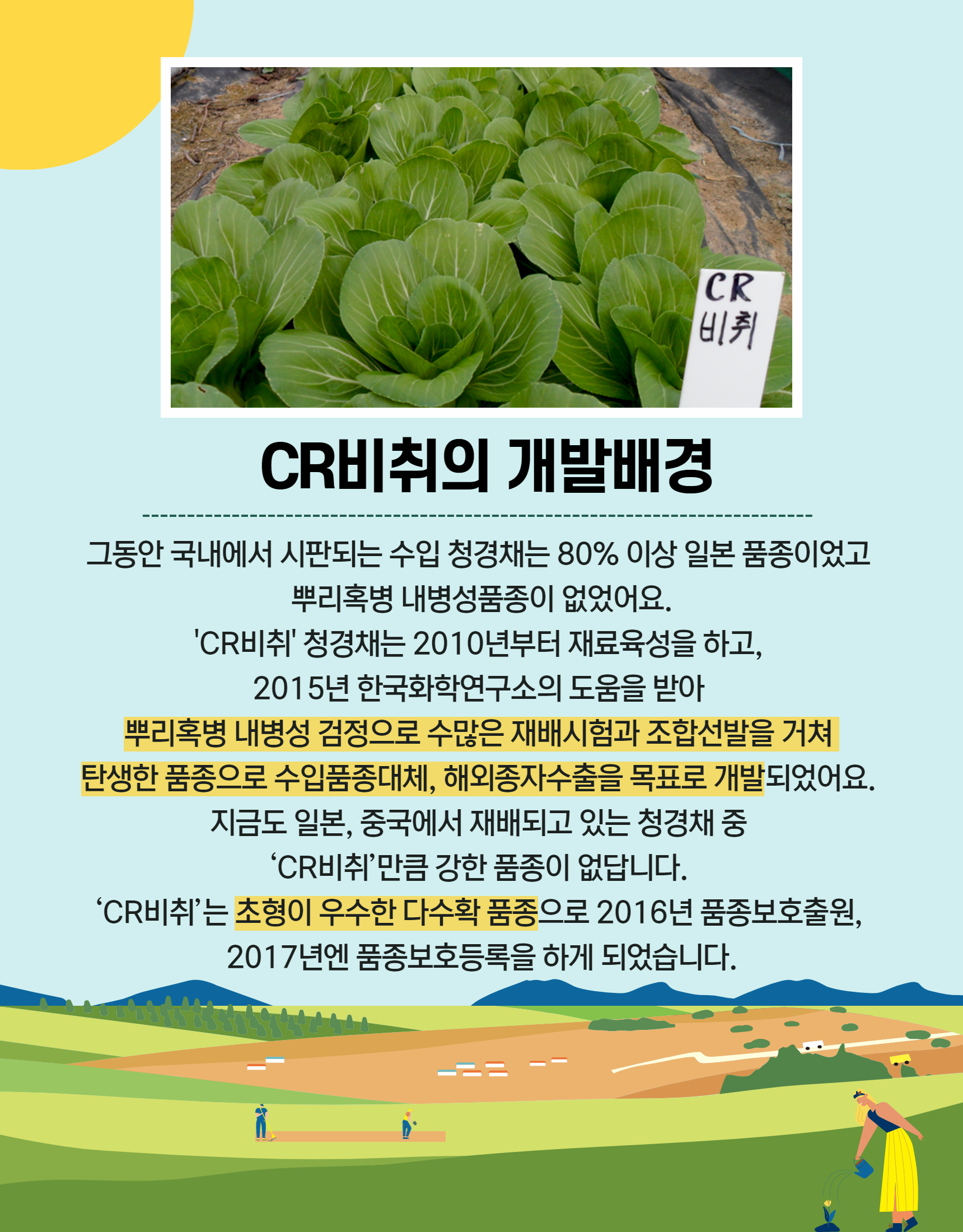 청경채 CR비취(CR Bechi) 2.png