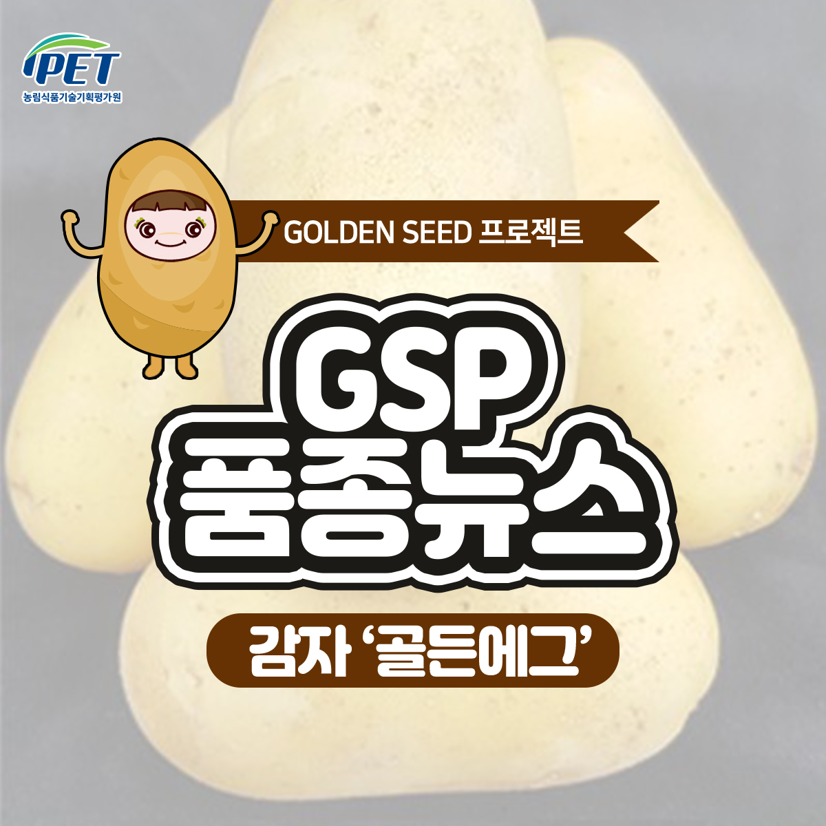 GSP 품종뉴스 - 감자 '골든에그' 1.jpg