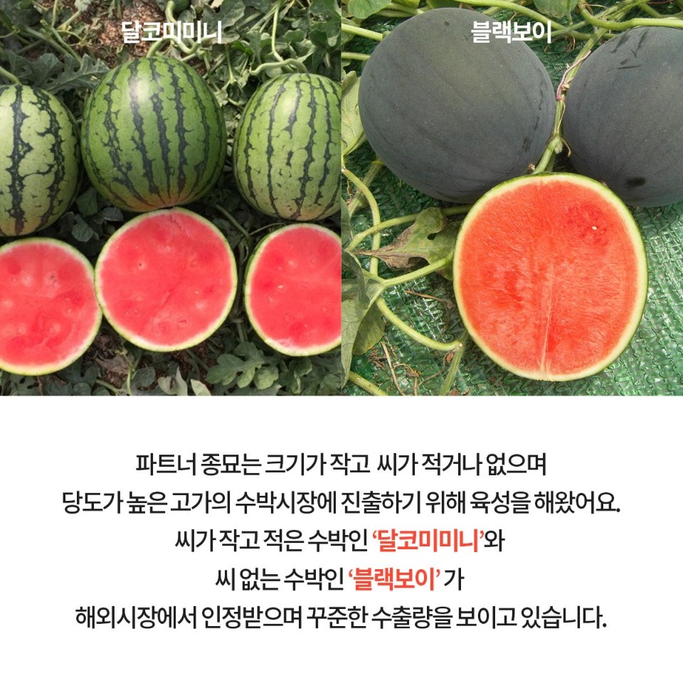 GSP 품종뉴스(달코미미니, 블랙보이) 3.jpg