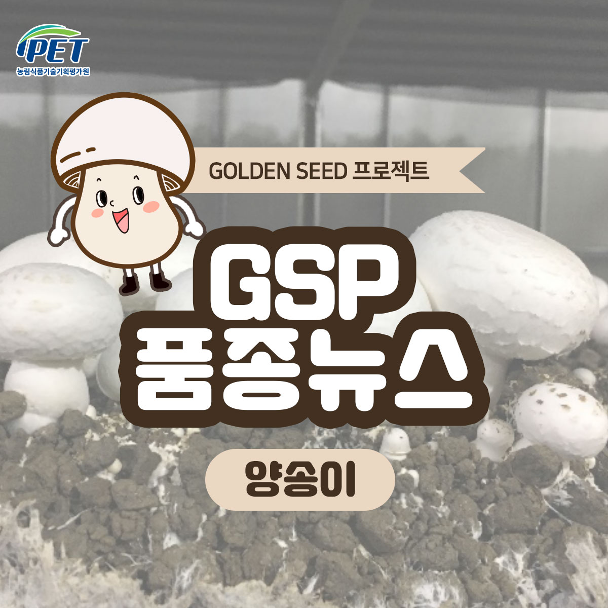 GSP 품종뉴스 - 양송이 1.jpg