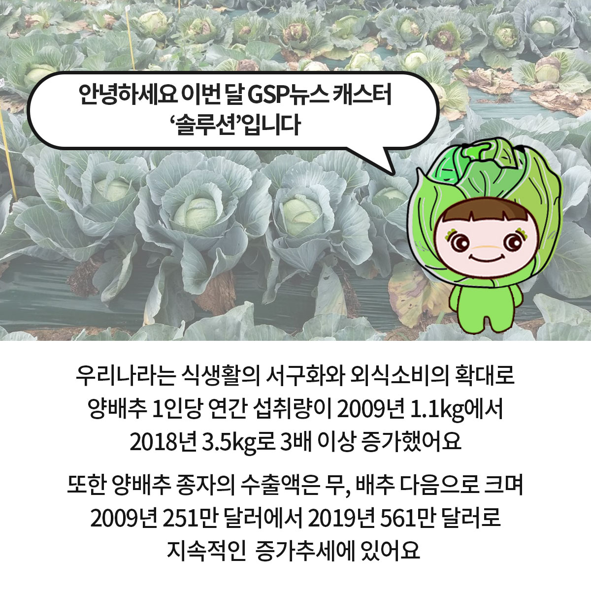 GSP 품종뉴스 - 양배추 '솔루션' 2.jpg
