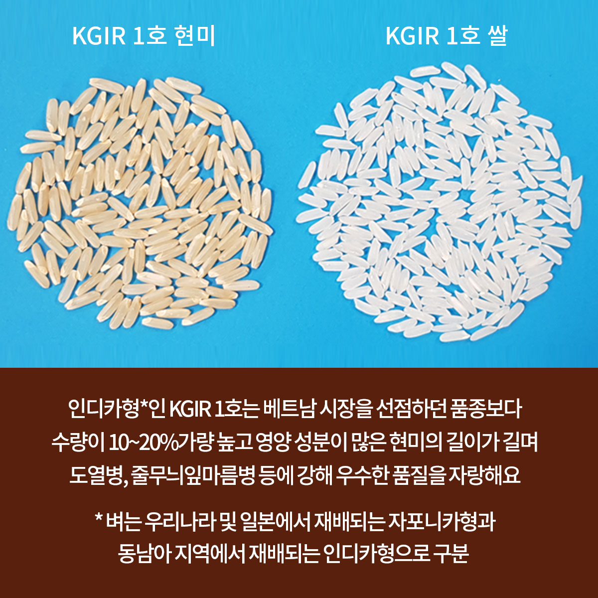 GSP 사업을 통한 벼 종자 개발(KGIR 1호) 4.jpg