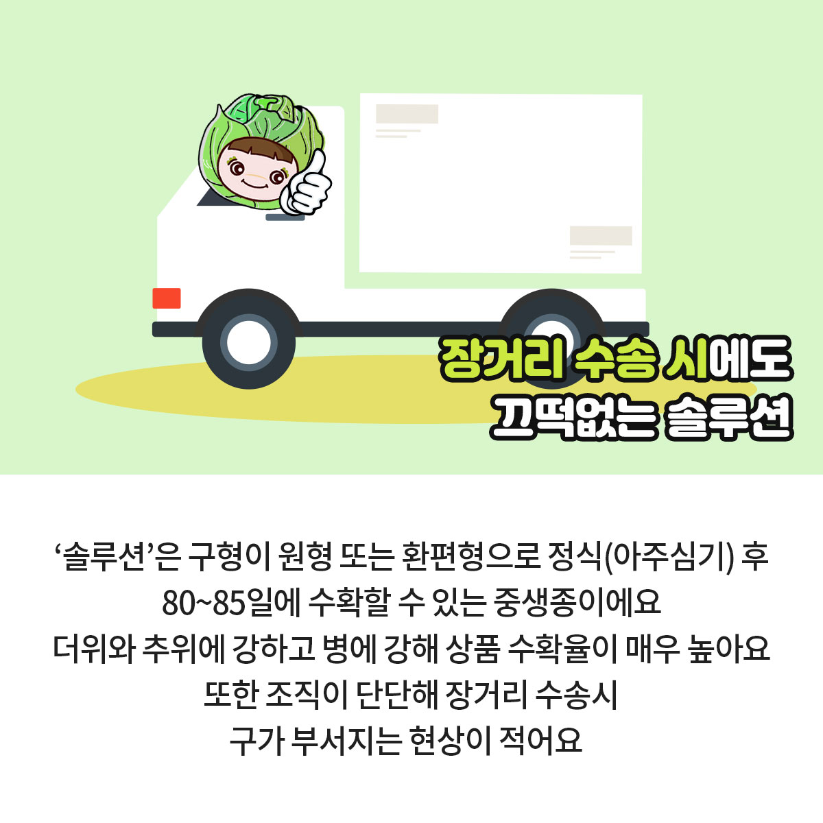 GSP 품종뉴스 - 양배추 '솔루션' 4.jpg