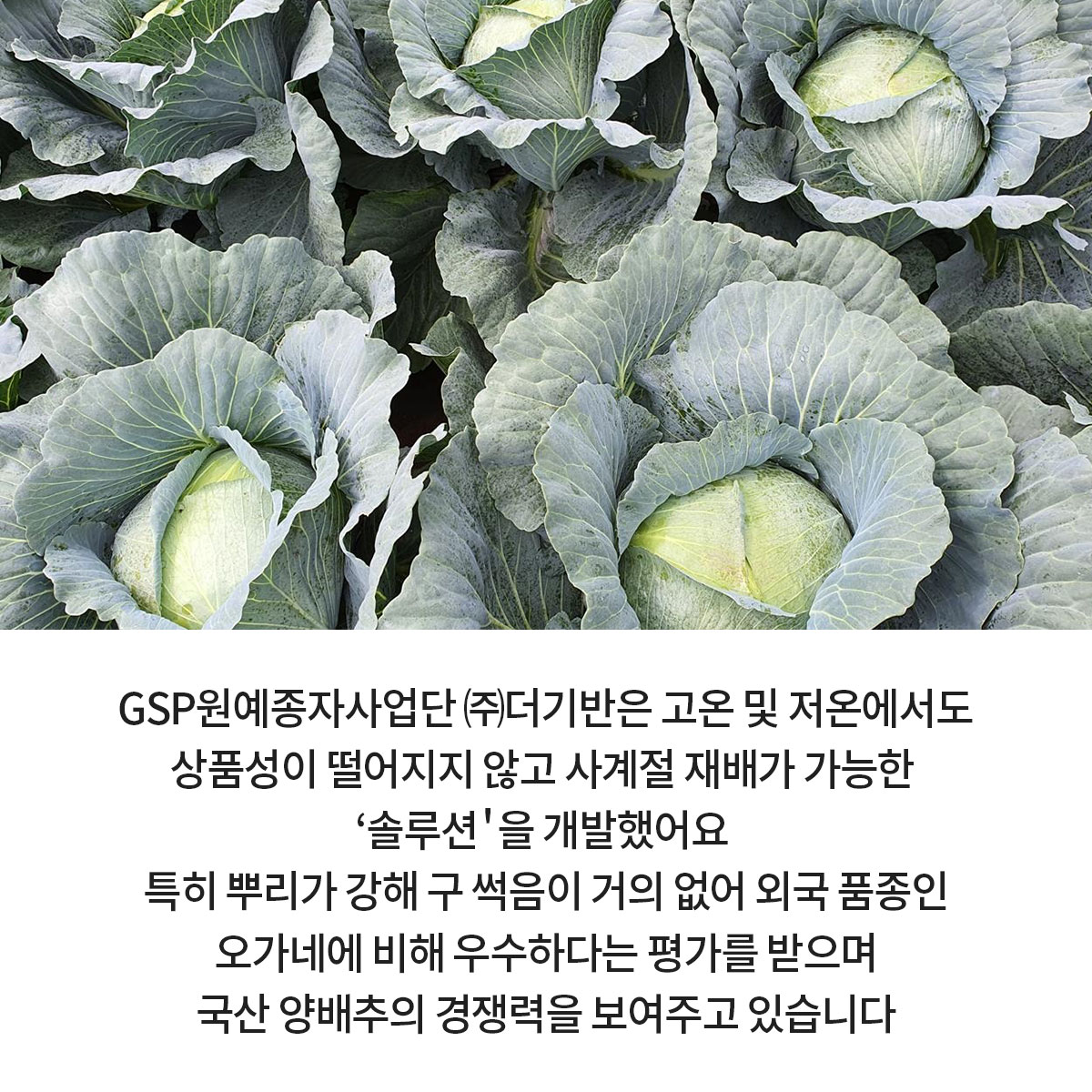 GSP 품종뉴스 - 양배추 '솔루션' 3.jpg