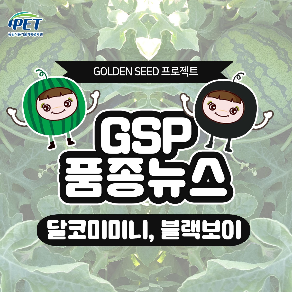 GSP 품종뉴스(달코미미니, 블랙보이) 1.jpg