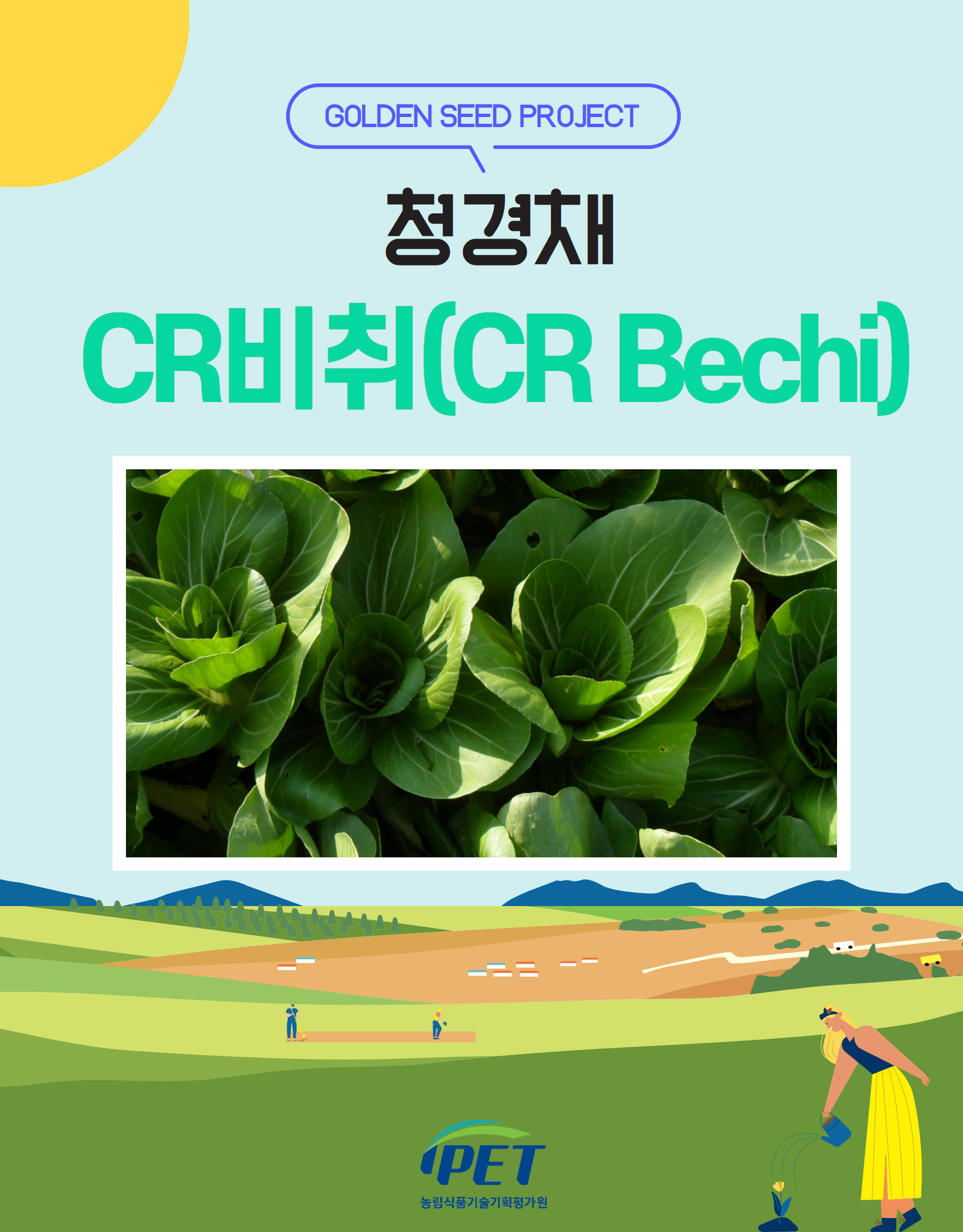 청경채 CR비취(CR Bechi) 1.png