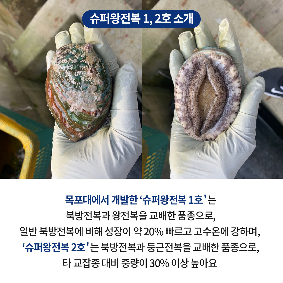 GSP 품종뉴스 슈퍼왕전복 4.jpg