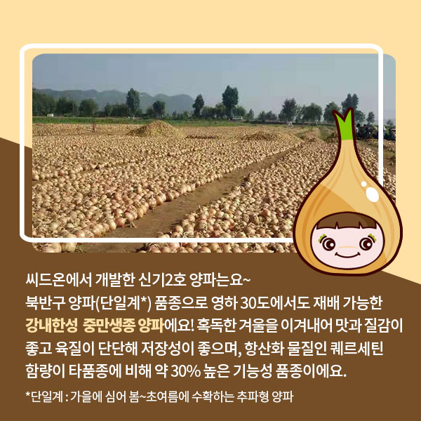 GSP 품종뉴스 - 내한성 양파 4.jpg