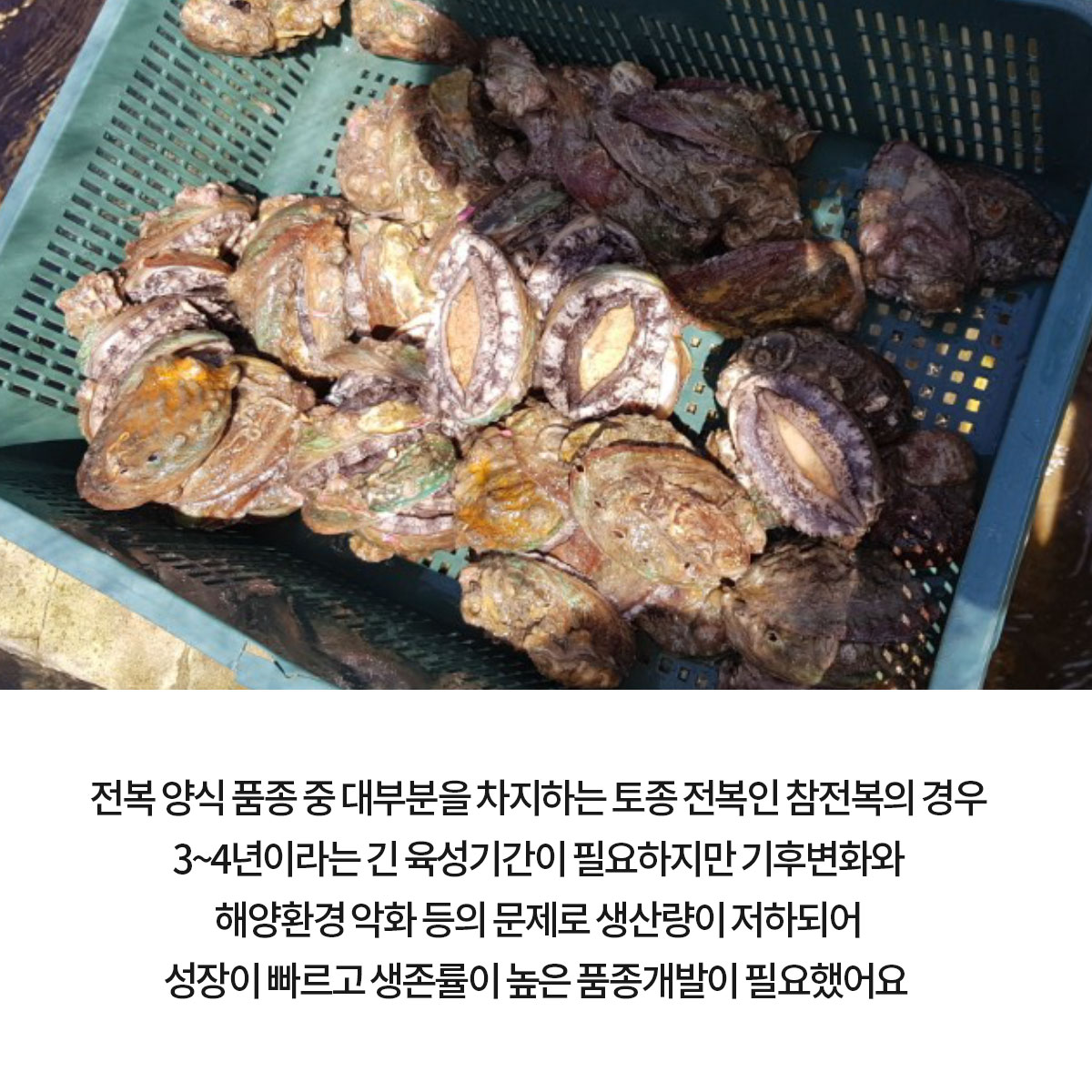 GSP 품종뉴스 슈퍼왕전복 3.jpg