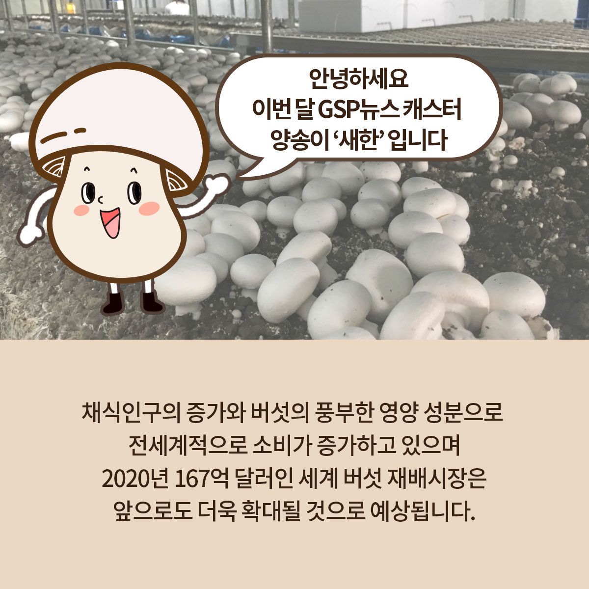 GSP 품종뉴스 - 양송이 2.jpg