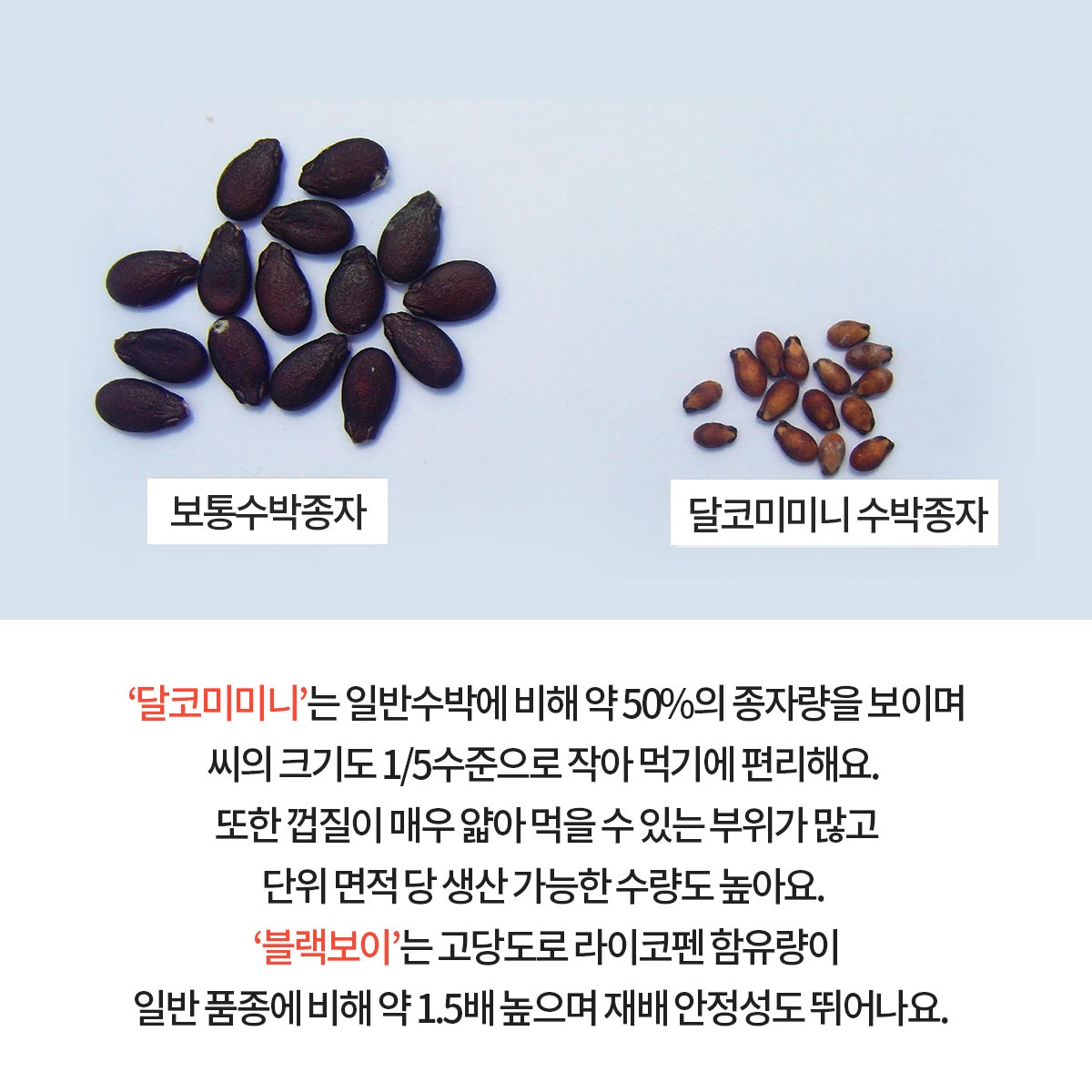 GSP 품종뉴스(달코미미니, 블랙보이) 4.jpg