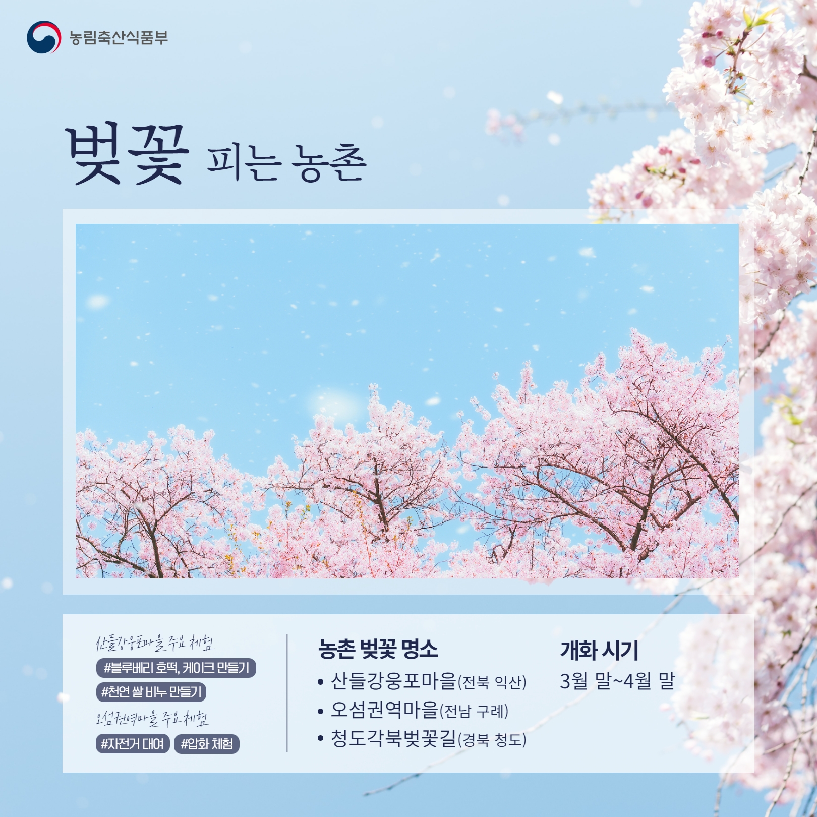 농림축산식품부   벚꽃 피는 농촌 산들강웅포마을 주요 체험(#블루베리 호떡, 케이크 만들기, #천연 쌀 비누 만들기), 오섬권역마을 주요체험(#자전거 대여, #압화 체험), 농촌 벚꽃 명소(산들강웅포마을 전북 익산, 오섬권 역마을 전남 구례, 청도각북벚꽃길 경북 청도), 개화 시기(3월 말 ~4월 말)