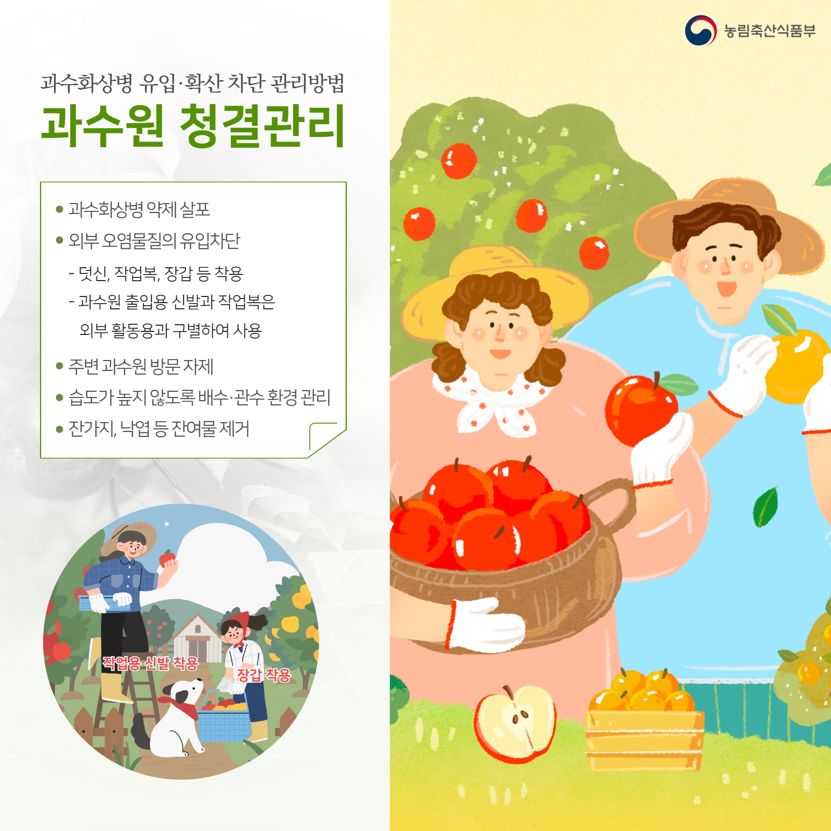  과수화상병 유입·확산 차단 관리방법 과수원 청결관리 • 과수화상병 약제살포 • 외부 오염물질의 유입차단 - 덧신, 작업복, 장갑 등 착용 - 과수원 출입용 신발과 작업복은 외부 활동용과 구별하여 사용 주변 과수원 방문 자제 • 습도가 높지 않도록 배수관수환경관리 •잔가지, 낙엽 등 잔여물제거 농림축산식품부 작업용 신발 착용 장갑 착용