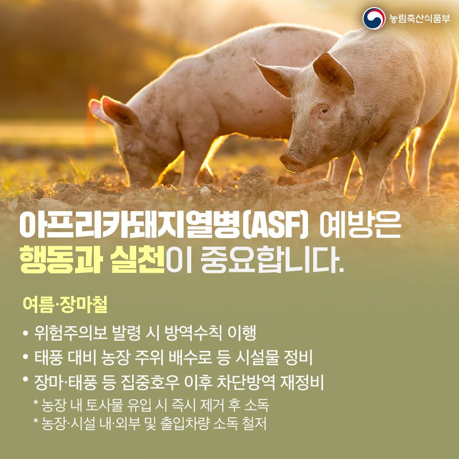  농림축산식품부 아프리카돼지열병(ASF) 예방은 행동과 실천이 중요합니다. 여름 장마철 * 위험주의보 발령 시 방역수칙 이행 태풍 대비 농장 주위 배수로 등 시설물 정비 장마·태풍 등 집중호우 이후 차단방역 재정비 농장 내 토사물 유입 시 즉시 제거 후 소독 ·농장·시설 내·외부 및 출입차량소독 철저