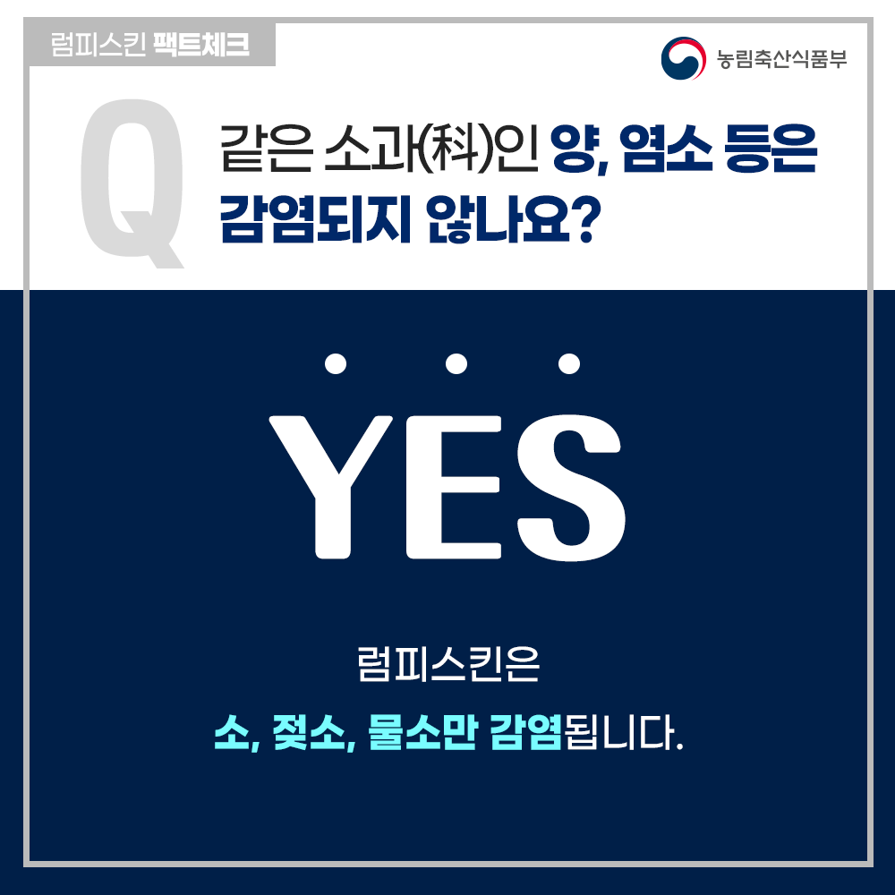 럼피스킨팩트체크 농림축산식품부 같은 소과(科)인 양, 염소 등은 감염되지 않나요? YES 럼피스킨은 소, 젖소, 물소만 감염됩니다.