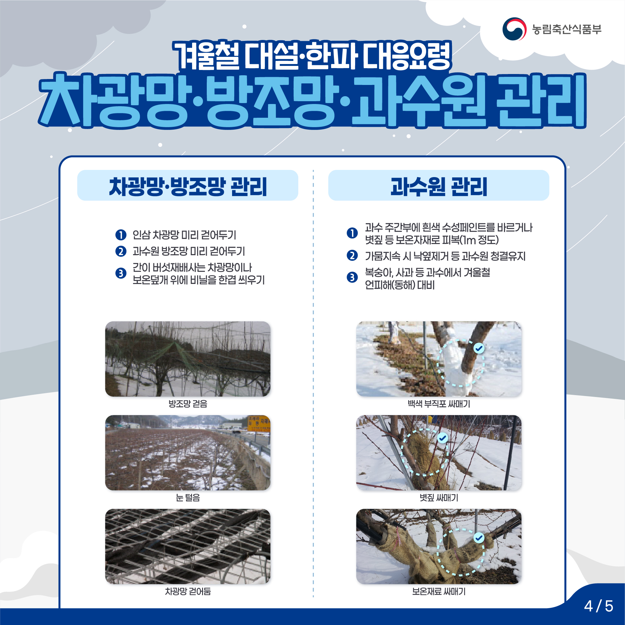 겨울철 대설한파대응요령 차광망·방조망·과수원관리 차광망·방조망 관리 1.인삼 차광망 미리 걷어두기 2.과수원 방조망미리 걷어두기  3.간이 버섯재배사는 차광망이나 보온덮개 위에 비닐을 한겹 씌우기 과수원 관리 1.과수 주간부에 흰색 수성페인트를 바르거나 볏짚 등 보온자재로 피복(1m 정도) 2.가뭄지속 시 낙옆제거 등 과수원 청결유지 3.복숭아, 사과 등 과수에서 겨울철 언피해(동해) 대비  4/5