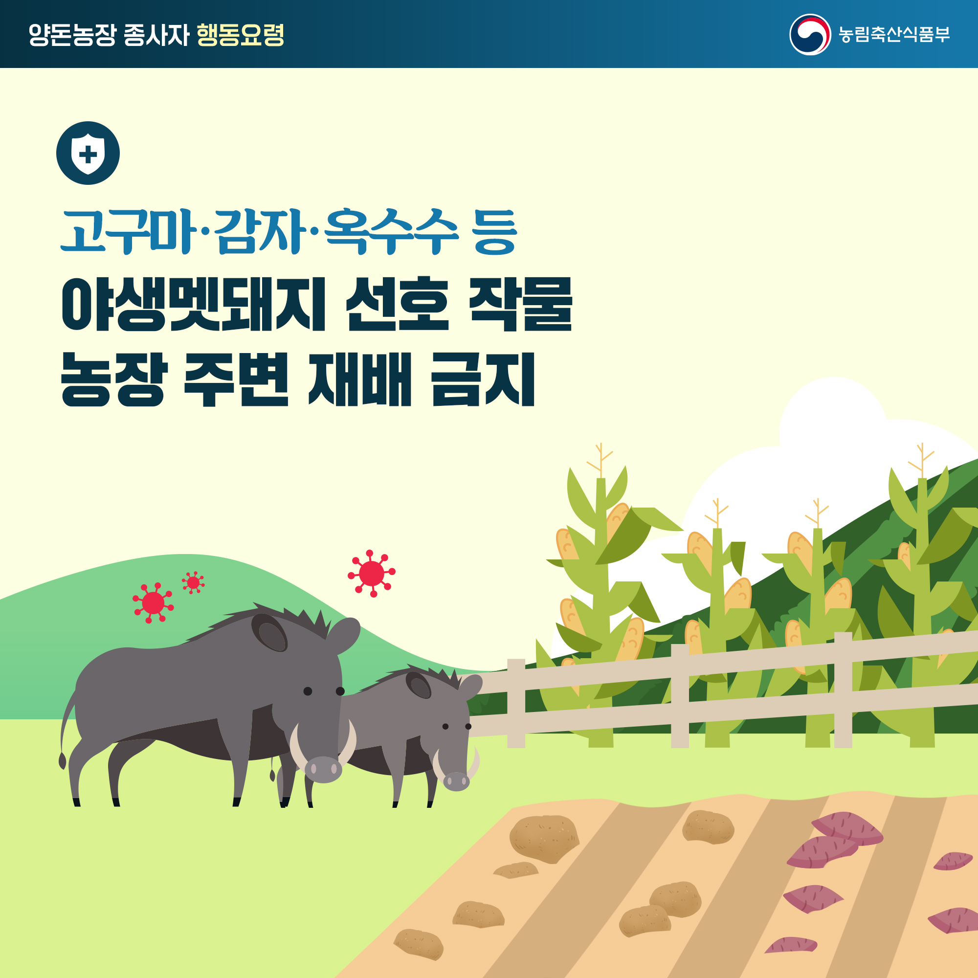양돈농장 종사자 행동요령 고구마·감자·옥수수 등 야생멧돼지 선호 작물 농장 주변 재배 금지 농림축산식품부